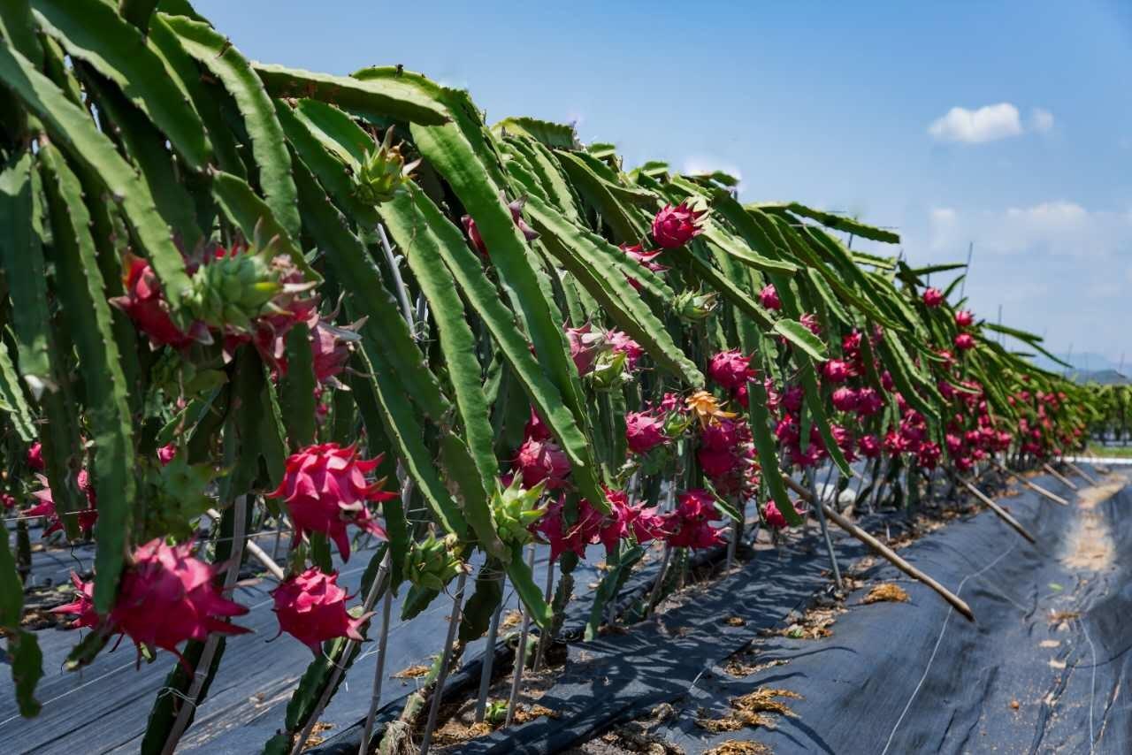 北方可以種植火龍果嗎？怎么施肥產(chǎn)量高？